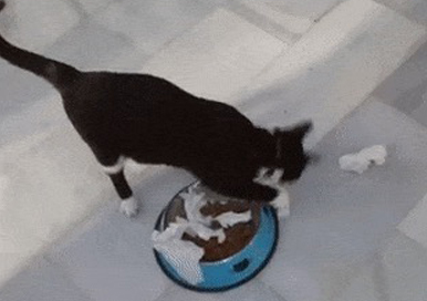 ¿Por qué el gato hace la acción de enterrar la caca junto a la comida?