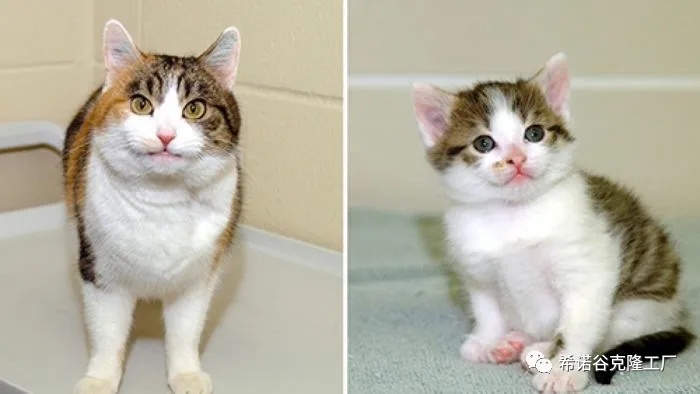 The world's first cloned cat-1.jpg