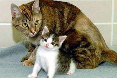 El primer gato clonado del mundo murió a los 18 años