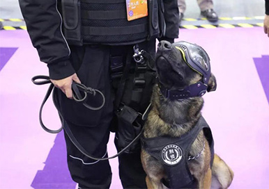 Perros policía clonados están recibiendo mucha atención en la exposición