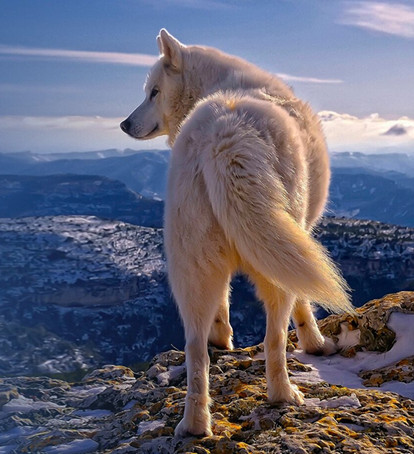 Primer Lobo Ártico del mundo